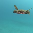 A swimming Swimming Crab/Swimming Bay Scallops Homosassa Florida/ 이미지