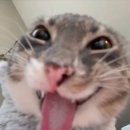 데이토나 | 롤렉스 예물시계 성골 후기 | 데이토나 스틸 흑판 &amp; 레이디 데이트저스트 실버판 별다이아