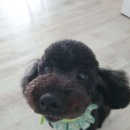 남창애견샵 복실강아지 이미지