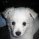 이쁜멍멍이 이미지