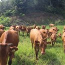 가축농장 이미지