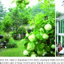 나무가있는마당