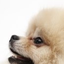 평촌동물병원 이미지
