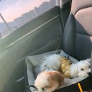 광안동물병원 이미지