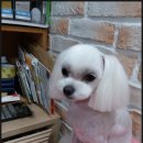 헬로도그맘