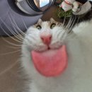 에피소드 | 휴지의 은혼 1기 순서 추천하는 에피소드 및 후기