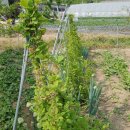 쑥쑥한우농장 이미지