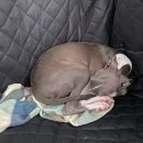 상희독스 아카데미 이미지