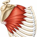 목·어깨통증·골프엘보의 핵심 전거근(Serratus Anterior) 트리거포인트 찾고 풀기!! 이미지