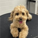 하울팟 케어클럽(분당서현점) | 애견미용부터 유치원,호텔링까지! 없는게 없는 프리미엄 반려동물 복합문화공간 '하울팟케어클럽'