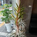 몽글케이크
