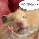 여행가는 여시 있어?다이소 여행꿀템 (부피 쪼끄만) 추천!! 이미지
