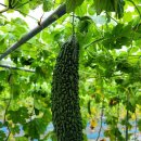 여주-1002 이미지