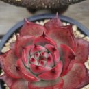 이정농장 이미지