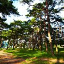 안동 ‘하회마을 만송정숲’, 산림청 100대 명품숲 선정 이미지