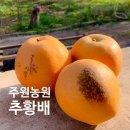 주원농원 유기농 추황배 내돈내산 (여둘톡)