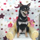 사파동225 이미지