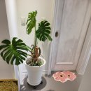 여미하다 이미지