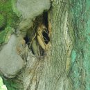 임신마을 이미지