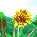 해바라기의꿈 이미지