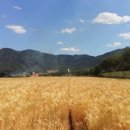 토바맑은식품 이미지