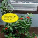이상옥농장 네이버블로그