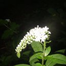 큰까치수염 / Lysimachia clethroides 이미지