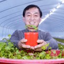 네잎클로버 이미지