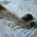 미용하는 강아지 이미지