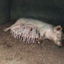 창조농장 이미지