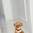 라떼펫살롱 이미지