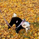 은행마을공원 화장실 | 대구 근교 단풍 구경 명소 고령 다산 은행나무숲 코스모스 실시간 후기