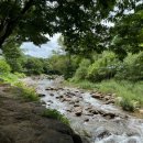 강아지풀 애견 이미지