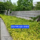 국립중앙박물관 호숫가에 심은 조릿대 이야기입니다. 이미지