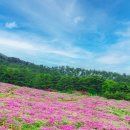 지리산허브밸리 철쭉동산 🌺 이미지