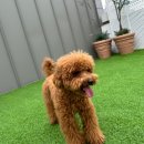 우쭈쭈플렉스 강아지 유치원 호텔 이미지