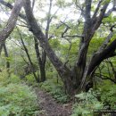 백두대간 12구간 종주 (화방재 - 태백산 - 구룡산 - 도래기재) 이미지