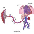 선천성 심장 질환[Congenital heart disease]소아청소년질환, 순환기질환 이미지