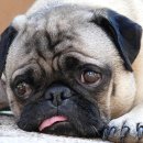 화도동물병원 이미지