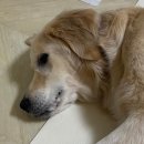 복순농장 | [공지] 강아지 수제 컵케이크 밀키트 생일파티 후기
