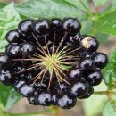 신체의 열매 이미지