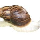 쥬니멀 Daum카페