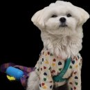 멍냥캉스 이미지