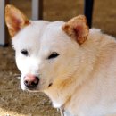 고봉이네 이미지