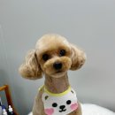 애견마을 이미지