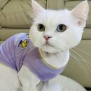 고양이이발관(부천신중동점) 이미지