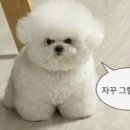 강아지 미장원 이미지