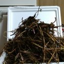 숲속 정원 이미지