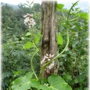 박주가리의 효능과 작용 이미지