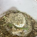 아림면옥 이미지
